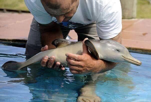 How to find your previousdolphin