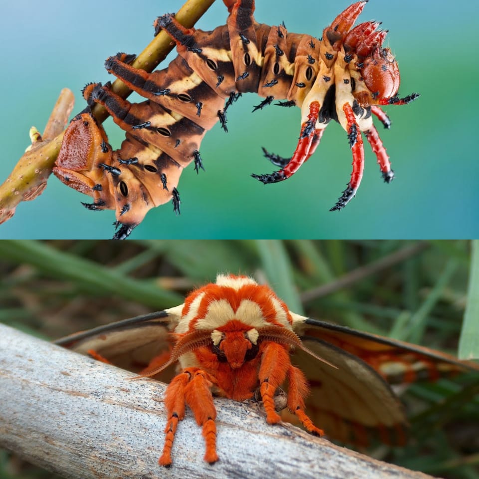 The Architects of Metamorphosis: How Imaginal Cells Orchestrate Insect Transformation