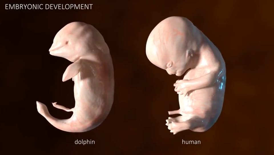 You Can’t Mourn Him If You Believe in Him